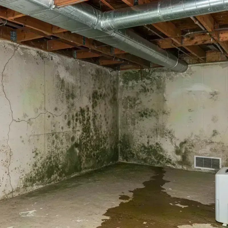 Professional Mold Removal in Addison, WI